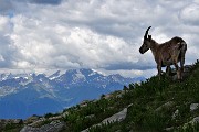 58 Stambecco  'unicorno' con vista in Alpi Retiche